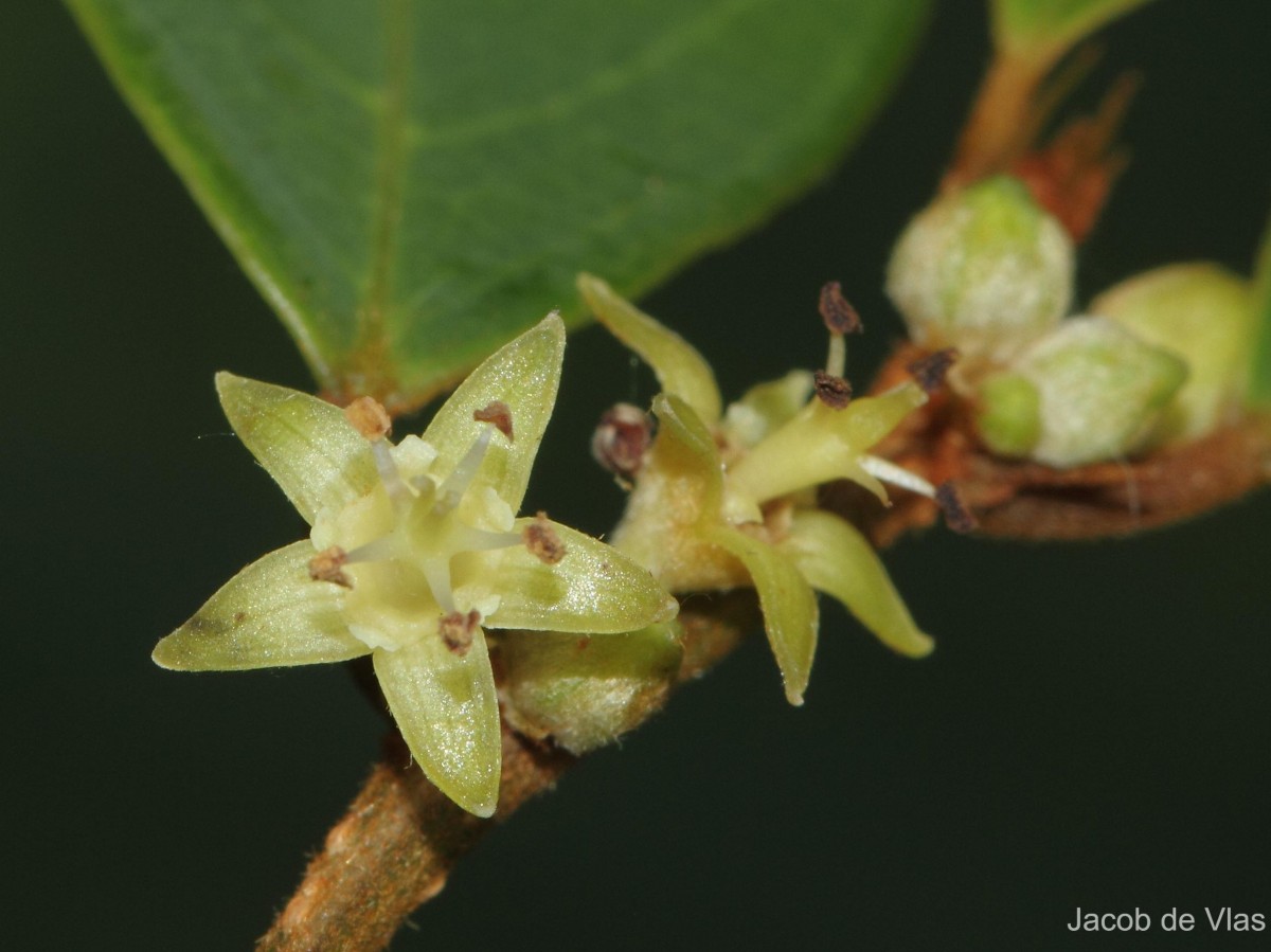 Cleistanthus pallidus (Thwaites) Müll.Arg.